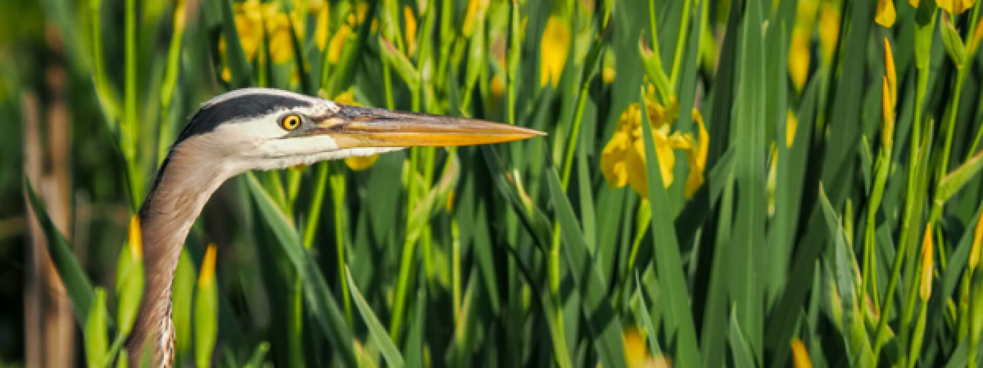 mikes-camera-intro-to-birding-class-with-om-system-om-system