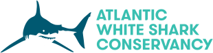 Atlantic White Shark Conservancy