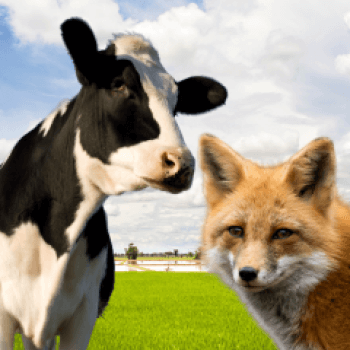 Farmed and Wild Animals