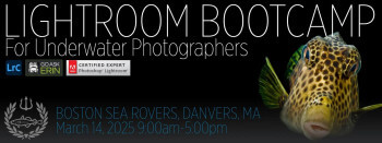 Lightroom Bootcamp for Underwater Photographers