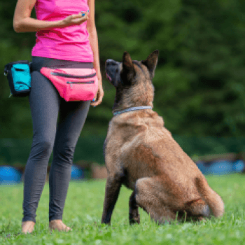 Animal care and behaviour