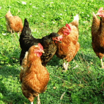 Farmed animal welfare