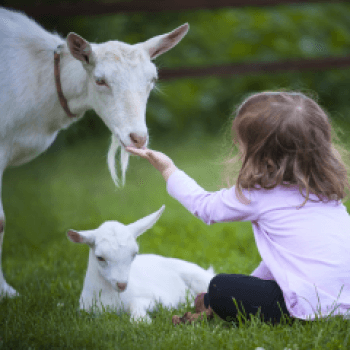 Humane education