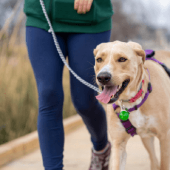 Volunteer management and engagement